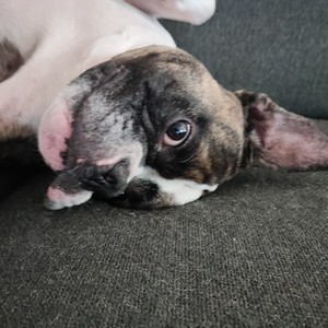 SJÄLVKLARHET (Explicit)