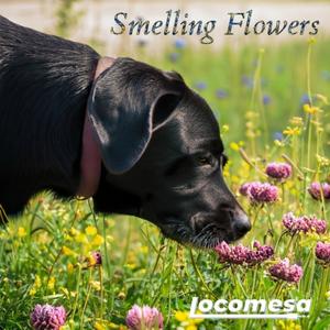 Smelling Flowers