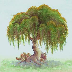 Willow