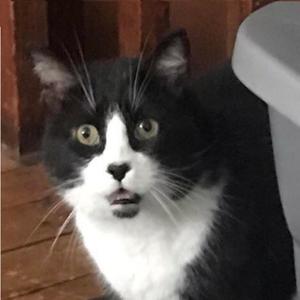 Weird Cat (Explicit)