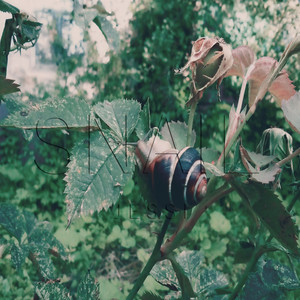 Snail (Inst.)