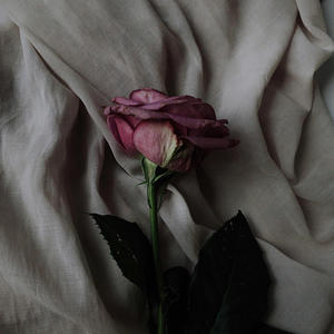 Dead petals (Explicit)