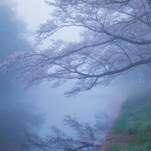 Reverie