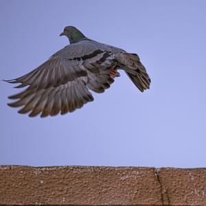 Veni Creator Spiritus