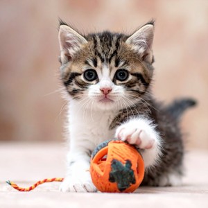 Ojos En El Premio, Patitas En El Ritmo