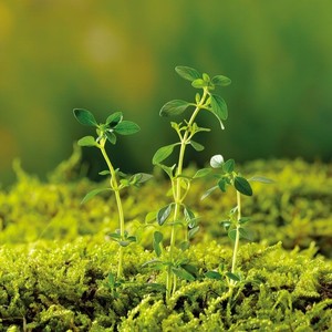 她的眼睛会唱歌 (Live)