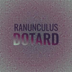 Ranunculus Dotard