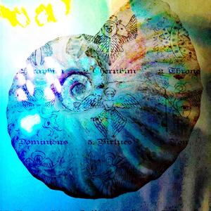 Ammonite Shell Revelations