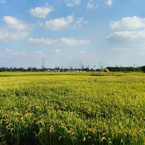 在那个季节