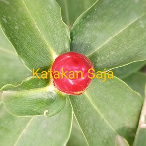 Katakan Saja