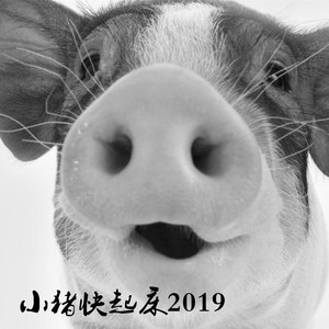 小猪快起床2019