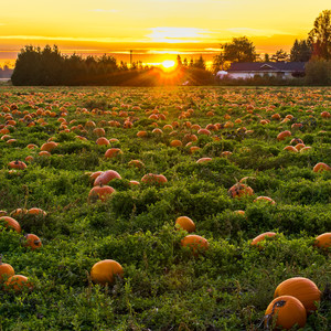 Ambient Halloween Sounds for the Creepiest Party