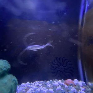 trusty rusty (Explicit)