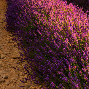 You Walked Out, I Fell Apart