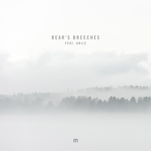 Bear's Breeches