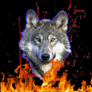 wolf