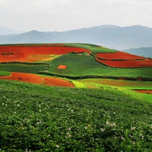 李存仙 - 情洒扶贫路 (伴奏)