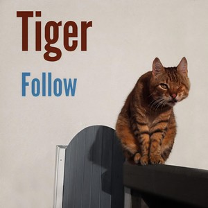 Tiger - Follow