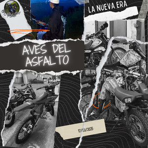 Aves del asfalto