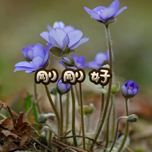 骄傲的少年 (电音版)