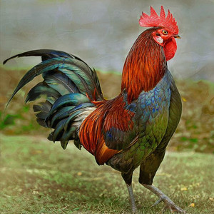 Aggressive Rooster