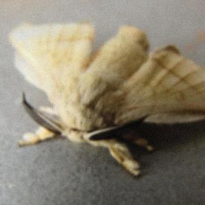 hands up (feat. sxth sns) (Explicit)