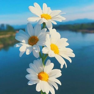 我不想忘记你 (氛围女版)封面