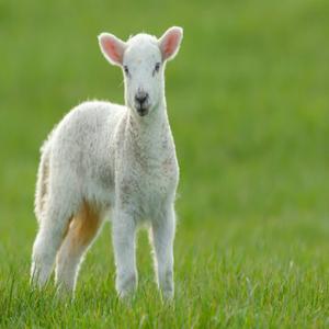 innocent lamb