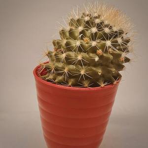 buzzing bees like eucalyptus trees (explicit)