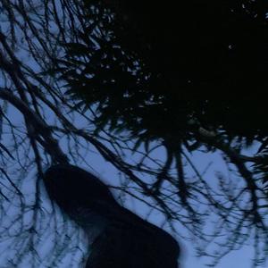 The Smell of Burning Wood