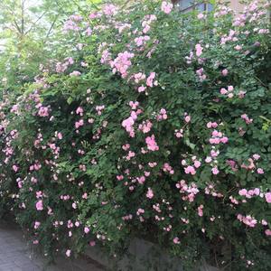 mixing(;′⌒`)so bad(Prod.Xtravulous)