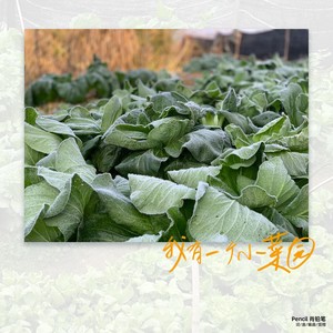 我有一个小菜园 (伴奏)