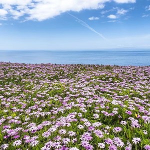 海上的花迎风怒放