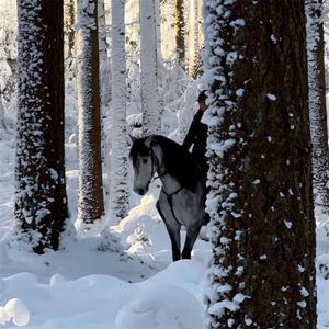 烧酒歌(皇后东大道) (纯享版)