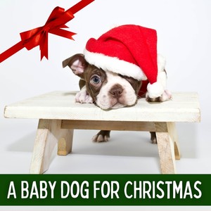 A Baby Dog for Christmas