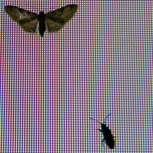 b.AAA.d (feat. Jey Rouyer, MADENSY, Choli121, Jungle Mani & Gomo) (Explicit)