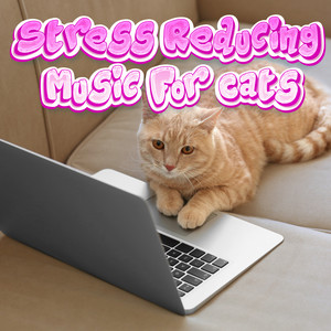 Calming Music for Kittens