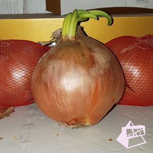 Zwiebeln auf dem Boden (Slow)