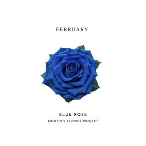 Blue Rose