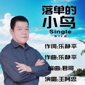 落单的小鸟
