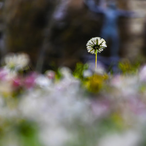Ces bouquets de fleurs