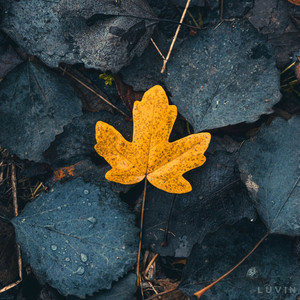 Golden Leaf