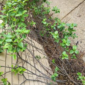 Lost In Smoke (Explicit)