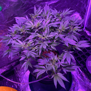 SwitchBlades Pt2 (feat. YuNgZvE & RugRat Bstone) (Explicit)