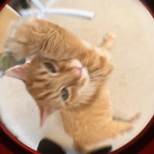 th4t !s Th3 baLL b0ll 4 u (feat. lil shoe maker & lil ball dropper) (Explicit)