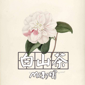 白山茶