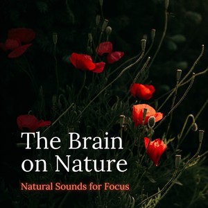 The Brain on Nature - Natural Sounds for Focus