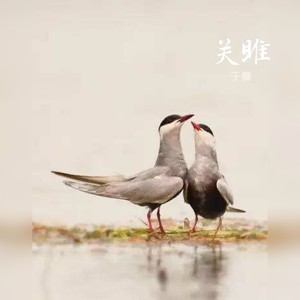 关雎 (伴奏)