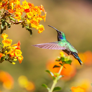 Hummingbird Drops