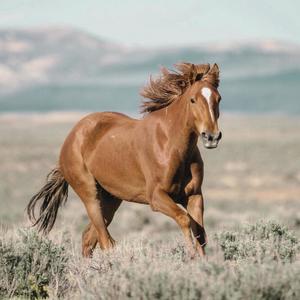 Like a Horse (feat. Gare) (Explicit)